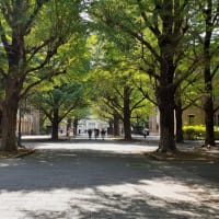 東京大学の青銀杏並木