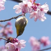 トリトニア　アヤメ科　秋植え球根で春に花が咲き、花壇の縁には最適です。今日の野鳥：メジロ