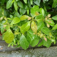 水玉の輝き