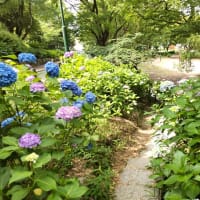 ６月９日鶴舞公園テニスコート