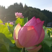 蓮まつり