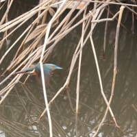河津桜・ハクモクレンが盛り