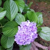 2025 紫陽花