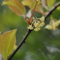 💖花見しながらの散策②💖