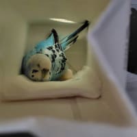 あきらめたはずの卵温めが・・・