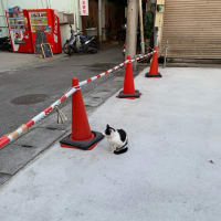 栄町の猫さん
