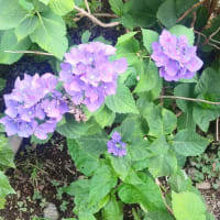 久しぶりです✨