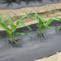 お盆用トウモロコシを間引きして土入れ