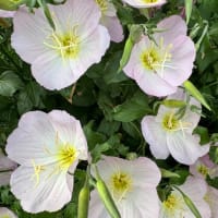 オサンポ walk - 植物plant : ヒルザキツキミソウ Pink evening primrose in another place