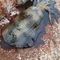 大会流れまくり