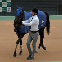 やった、グロスビーク１着！！