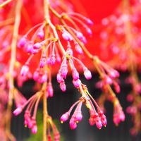 ポップアートな桜