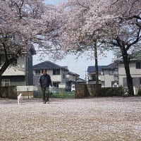 桜散る公園