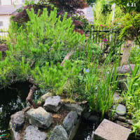 赤松のみどり摘み
