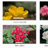 於大公園 ： バラ　薔薇・・・公園で見られた１００種類もの薔薇・バラの花です。