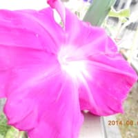 高く伸びたひまわりと大輪の朝顔