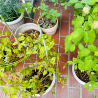 今年の植木→越冬カーネーションとクレマチス以外はイマイチ(＞ ＜)
