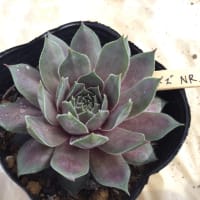 エケベリア・セダム hgcpdmiracle パープルドリームDXの魅力】 - 多肉植物専門店ビスタ公式ブログ