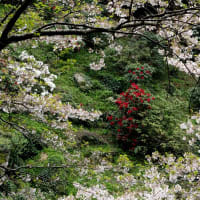 絶景！シャクナゲ×桜×滝　裏見の滝自然花苑　その２　　2024/4/