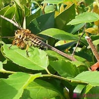 ムシヒキアブ　蜂を捕まえる