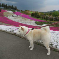 愛と群馬県太田市の北部運動公園に芝桜を見に行った日。。。