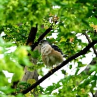 緑の多い木にとまっていた、ツミのオス。