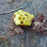 鉢の巣・あしなが蜂