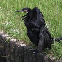 カワウの潜水後は蓑を着ているかのようです