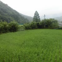 恵みの雨～７月のあれこれ～