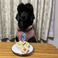 オディール13才になりました♪