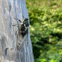 北限越えて初確認