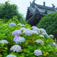 興福寺の「紫陽花季」　2025/6/8