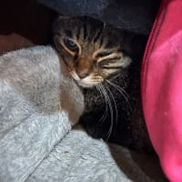 看板猫がいるお店で猫飲み 気ままなイタリアン チャーリーさん1 (2506)