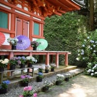 岩船寺の紫陽花