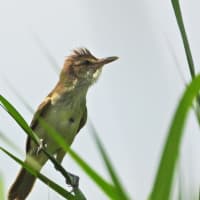 オオヨシキリ　大阪でも喧しいです！