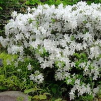 庭のツツジ（６）白花の２種