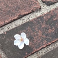 桜の季節ならではの話