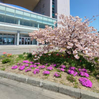 春めく小樽　港周辺