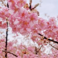 早桜🌸