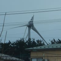 折れたのは強風でなくて、雷さんでしょ。