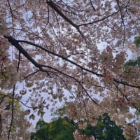2024桜だより④🌸 平和公園