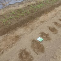 苺・玉ねぎ苗の定植とエンドウの種蒔き