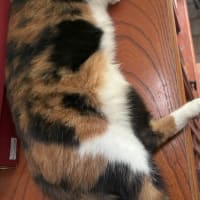 猫、クーラーがいるのか、いらないのか