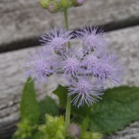 ベンチから覗く可憐なお花