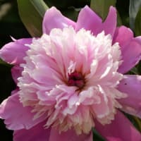 　138タワーパークで見て来たお花
