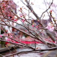 米子桜まつり2024　3月28日