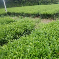 　お茶畑手伝い　朝野菜収穫4種類（写真忘れ）