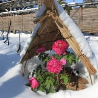 上野東照宮の冬ぼたん