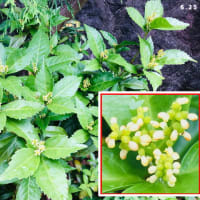 センリョウの花