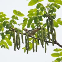 コムクドリ　オニグルミ　ぶら下がっているのは雄花　雌花は・・・画像天辺に点々赤く辛うじて